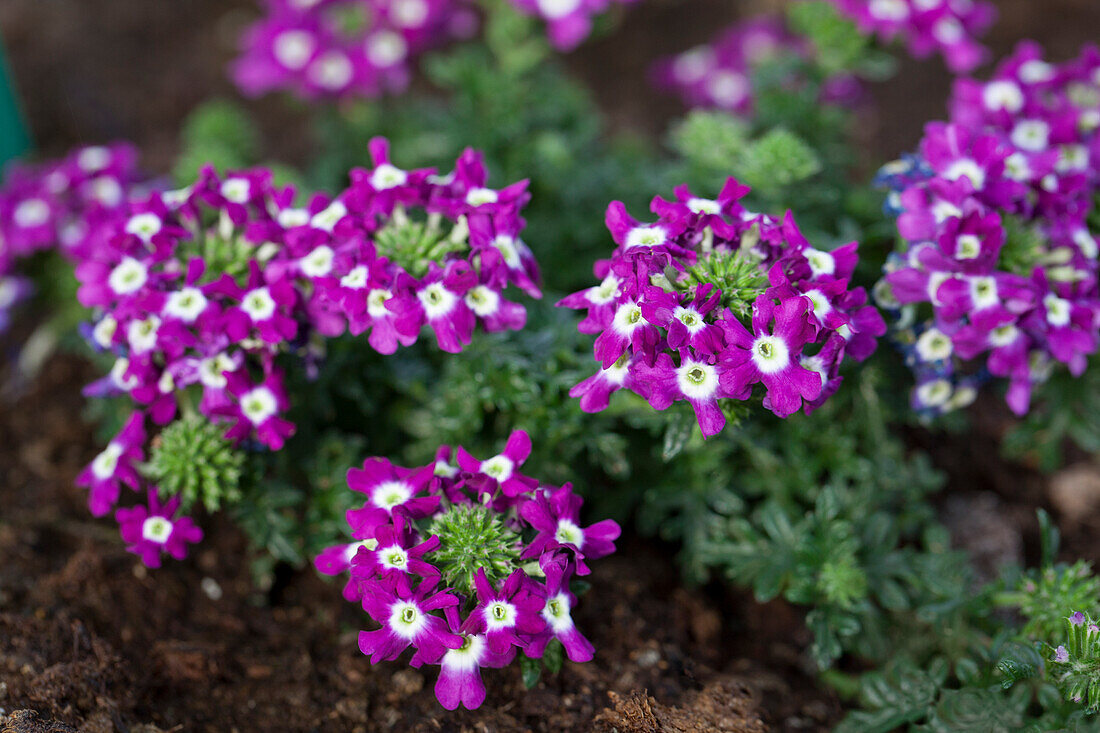 Verbena 'Veralena'™ Indigo