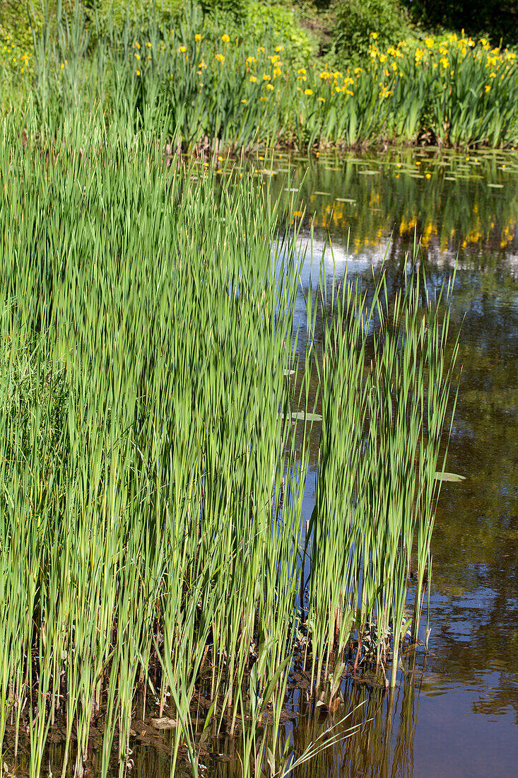 Acorus calamus