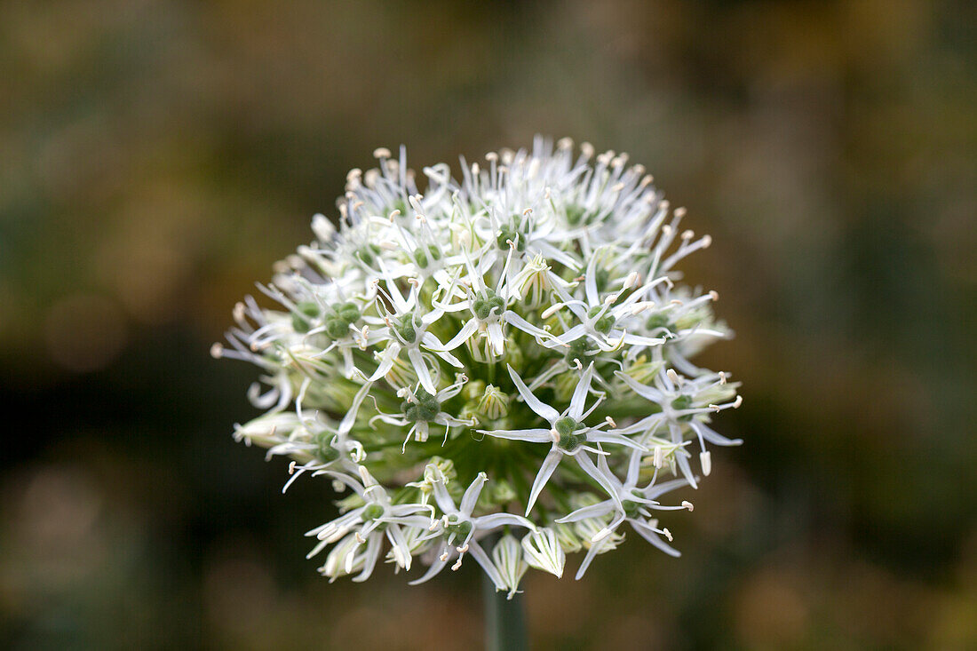 Allium aflatunense