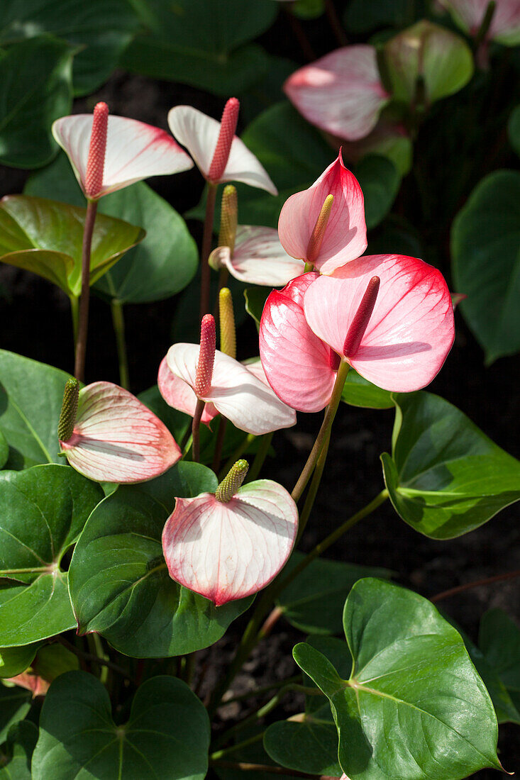 Anthurium x andreanum