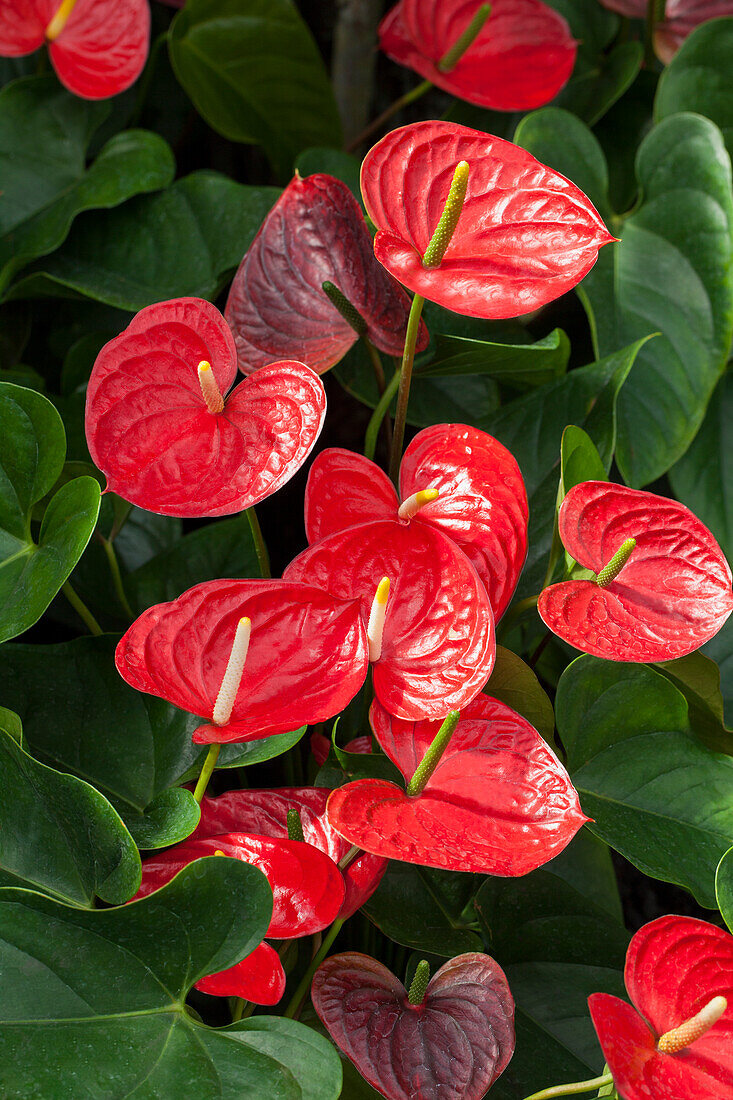 Anthurium x andreanum, red