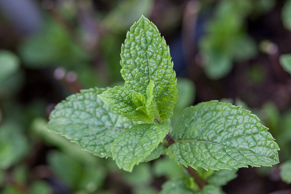 Mentha requieni 'Corsican Mint'