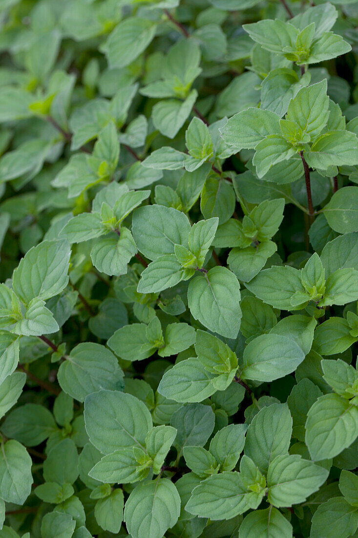 Mentha suaveolens x piperita (Lemonminze)