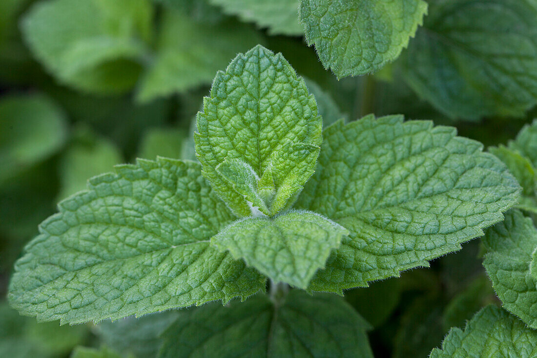 Mentha x rotundifolia