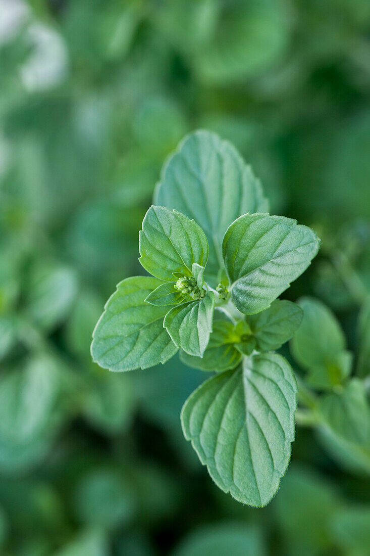 Calamintha nepeta (Griechische Bergminze)