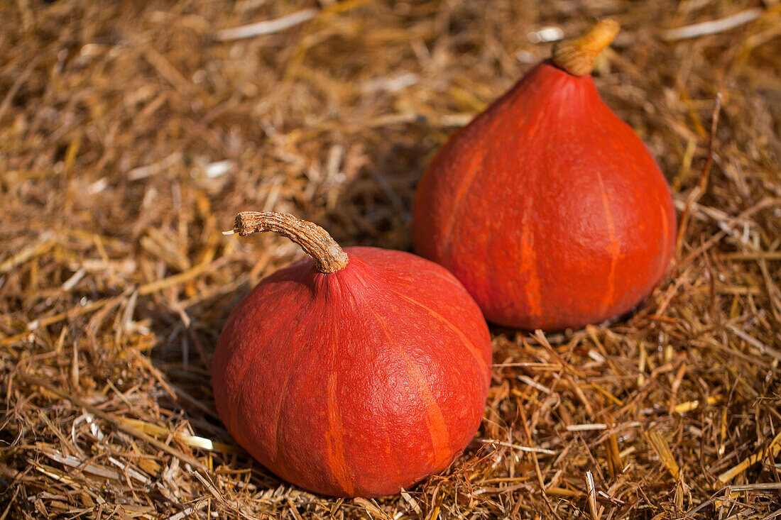 Cucurbita maxima 'Potimarron',Bio