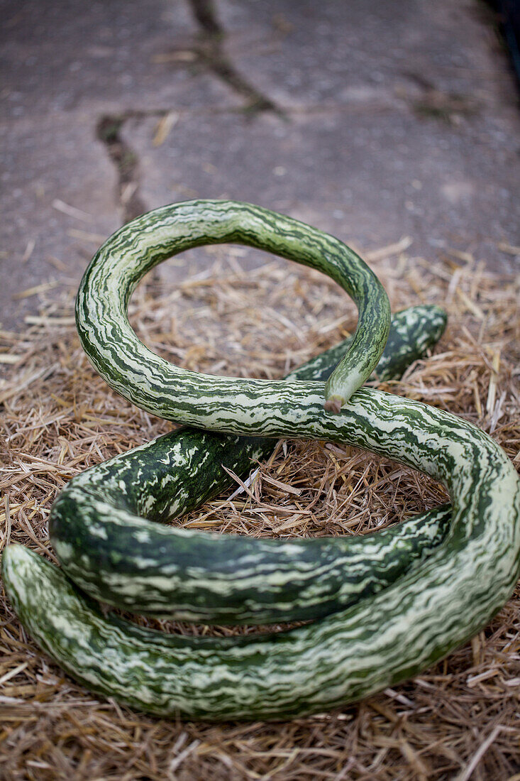 Cucurbita lagenaria 'Speckled Snake'