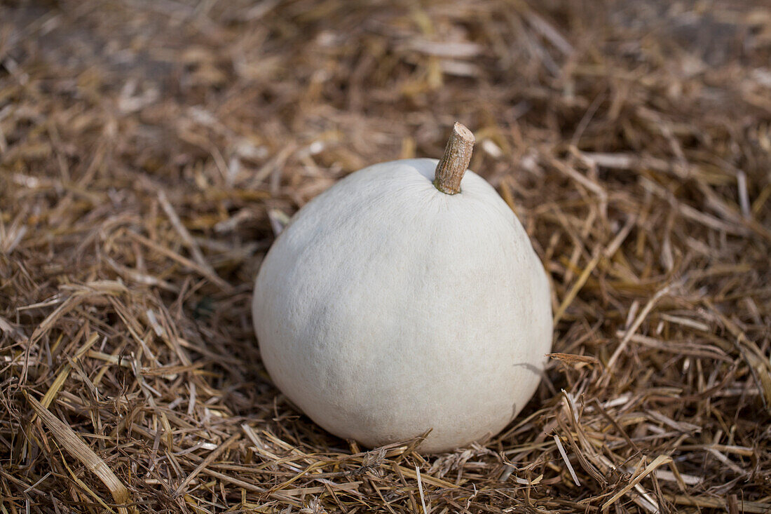 Cucurbita maxima 'Casper' F1