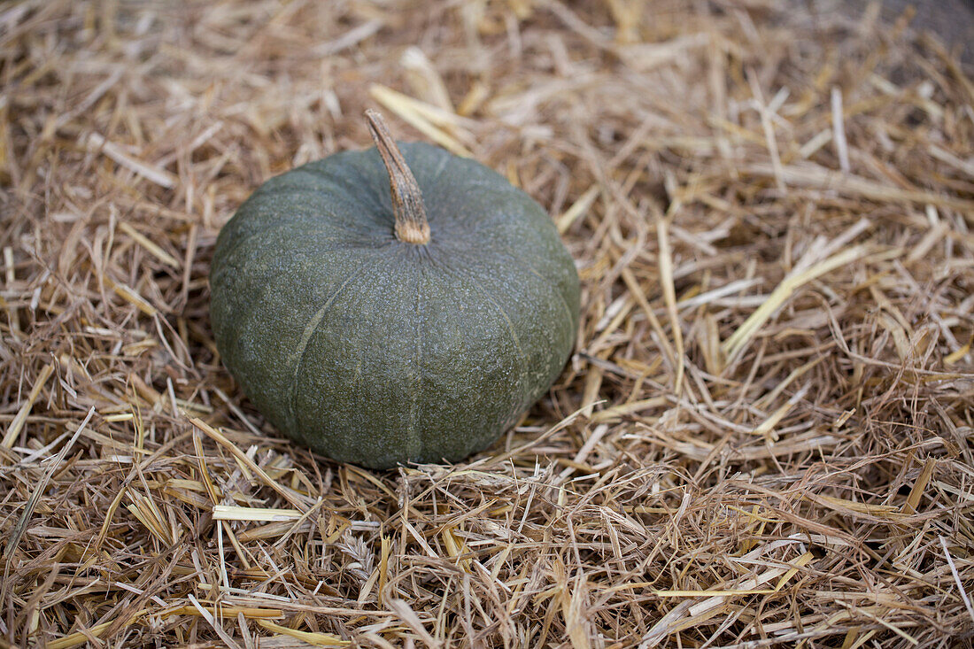 Cucurbita maxima 'Buen Gusto de Horno '