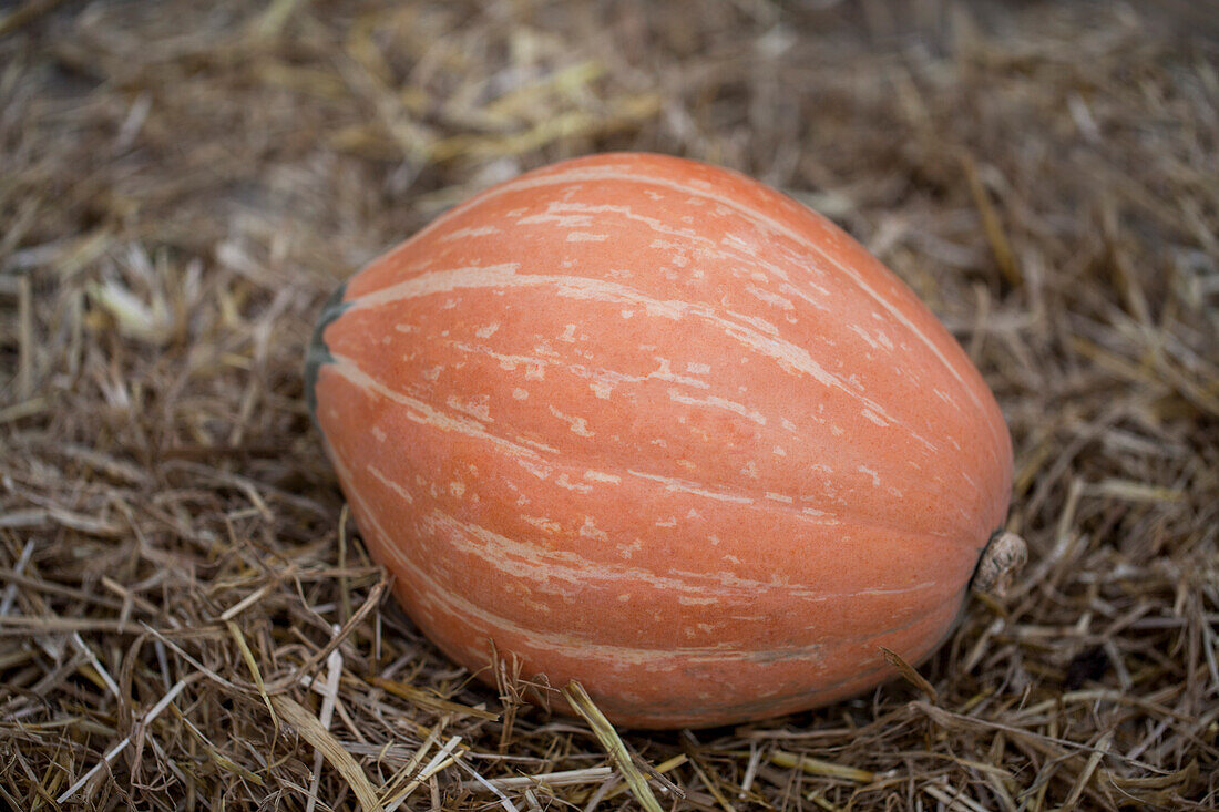 Cucurbita maxima 'Rosario' F1