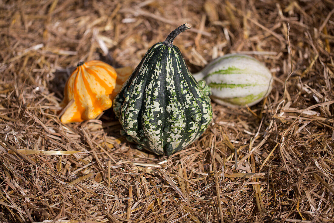 Cucurbita pepo subsp. pepo convar. microcarpina 'Gremlins Mix'