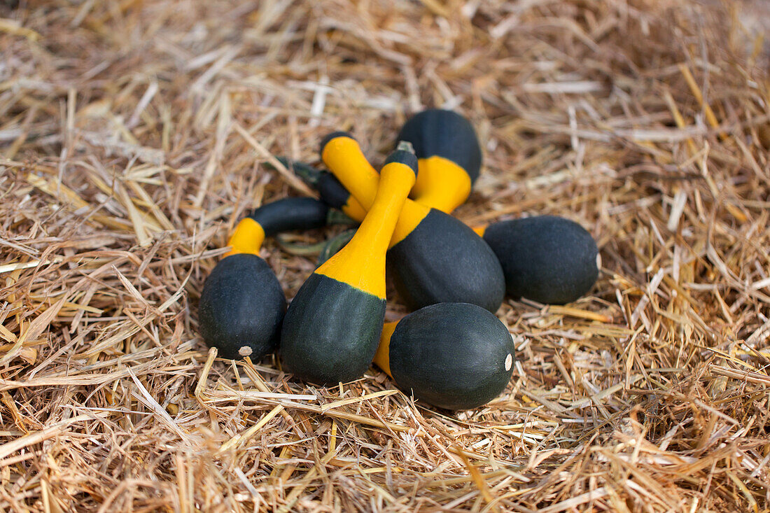 Cucurbita Koshare Yellow