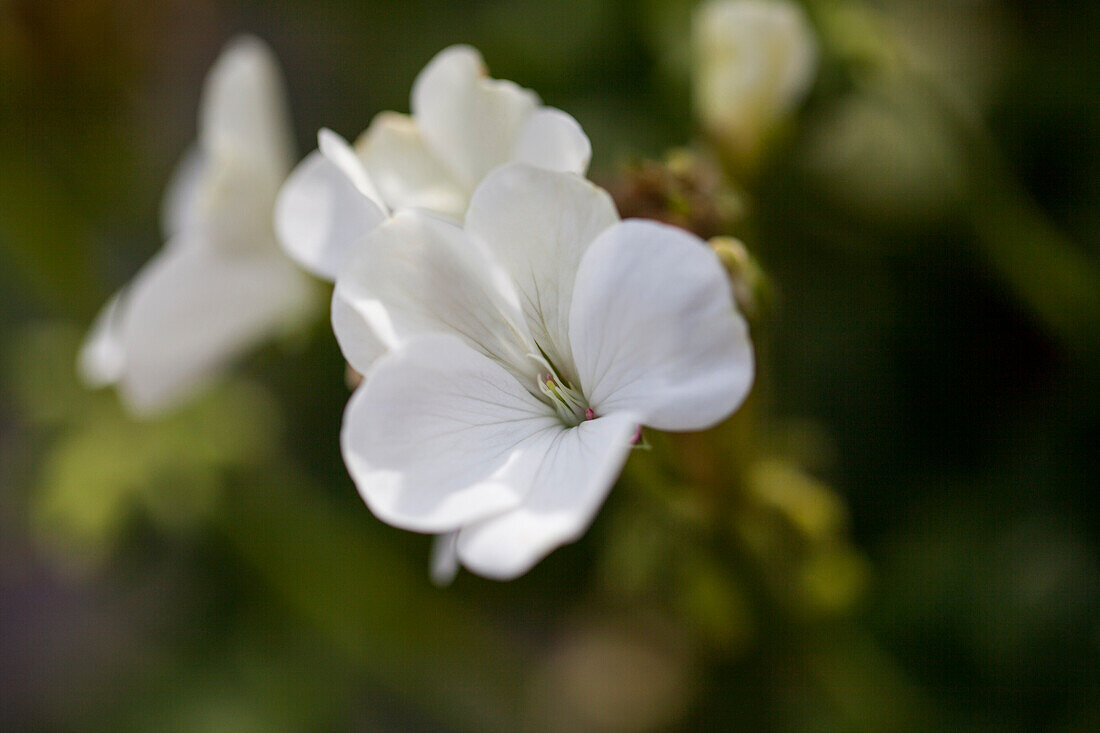 Pelargonium x hortorum 'Nano F1 White'