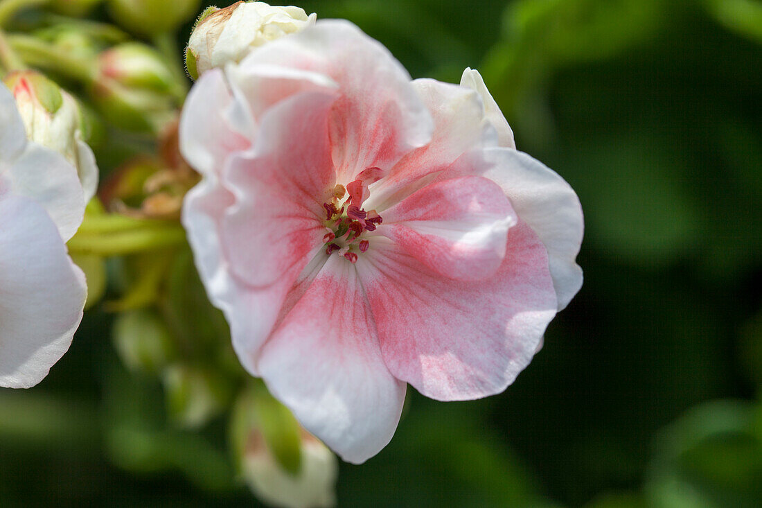 Pelargonium zonale 'Salmon Komtess', white