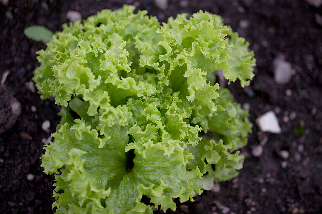 Lactuca sativa var. crispa 'Lollo bionda'