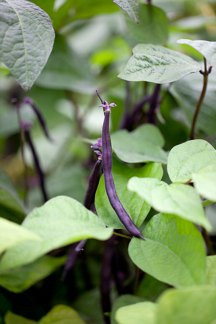 Phaseolus vulgaris var. nanus 'Purple Duke'
