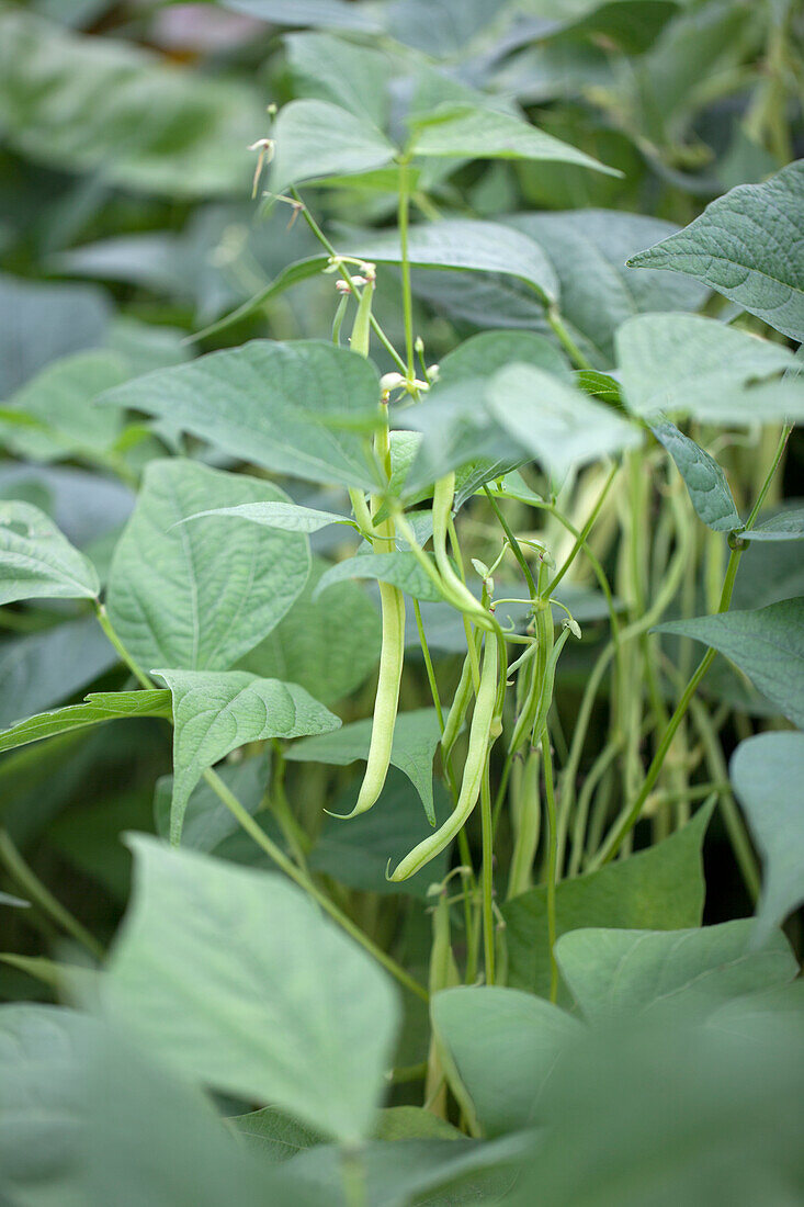 Phaseolus vulgaris var. nanus 'Valdor'