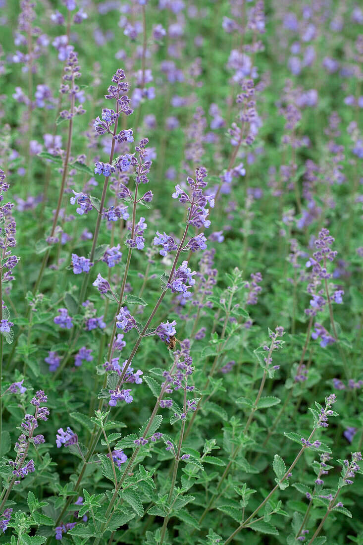 Nepeta x faassenii