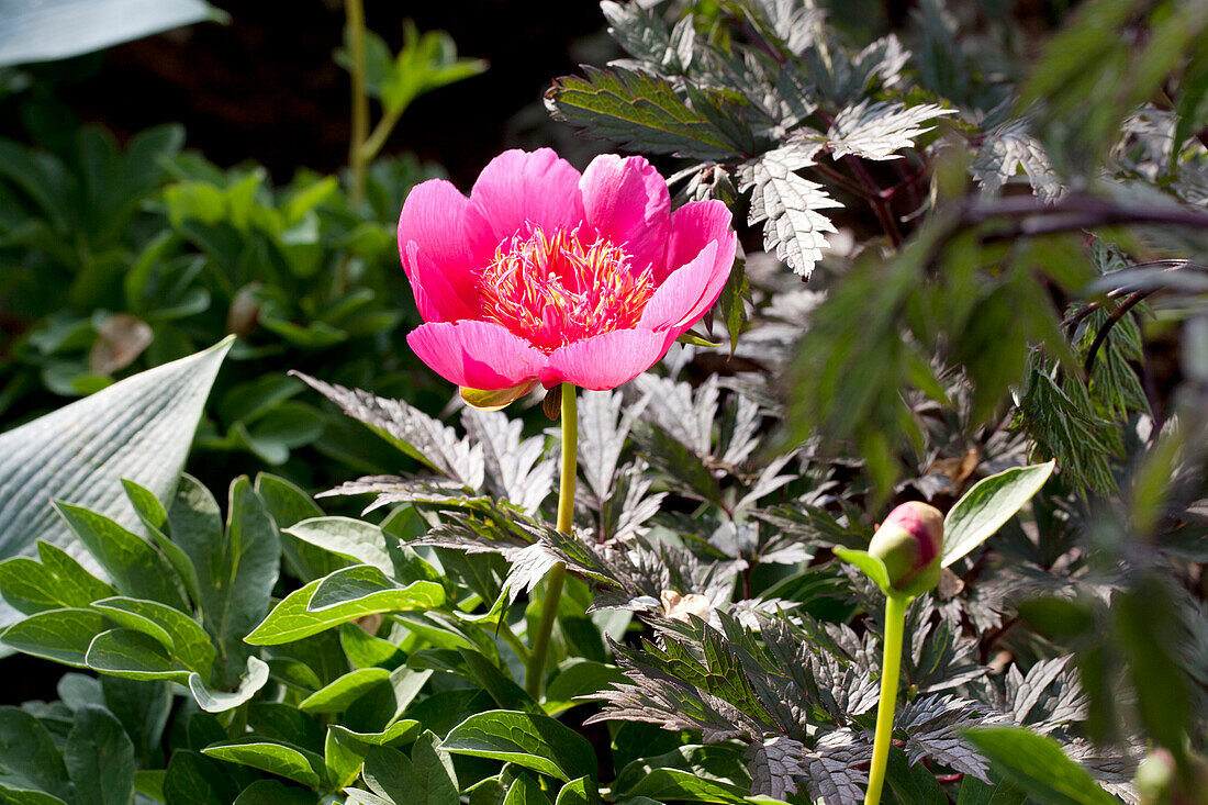 Paeonia officinalis 'Anemoniflora Rosea