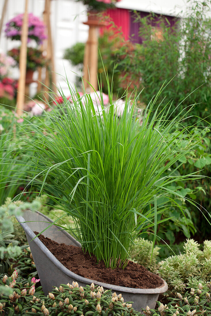 Panicum virgatum 'Northwind'