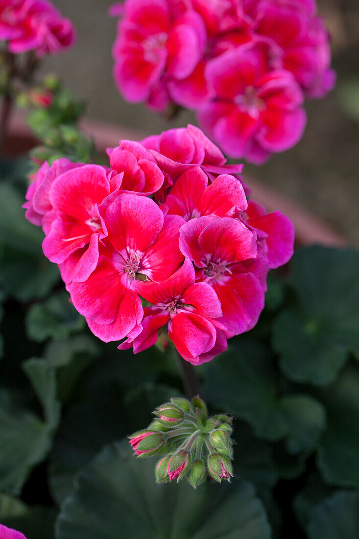 Pelargonium 'Toscana