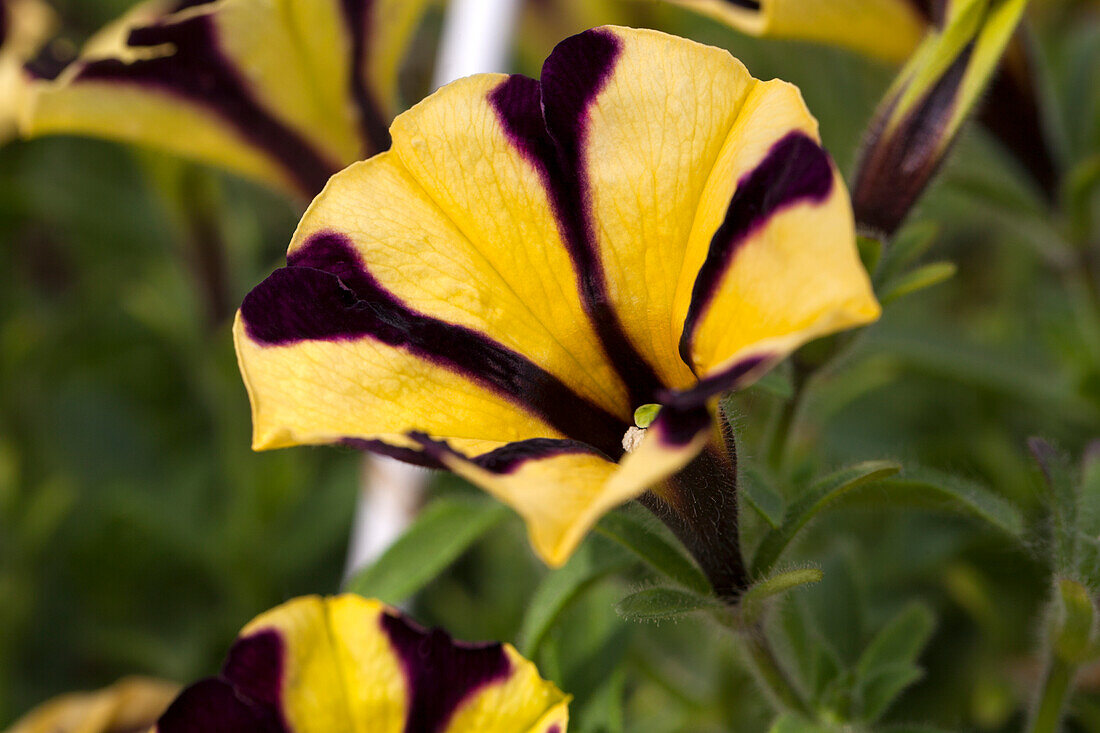Petunia Sunflower Ray