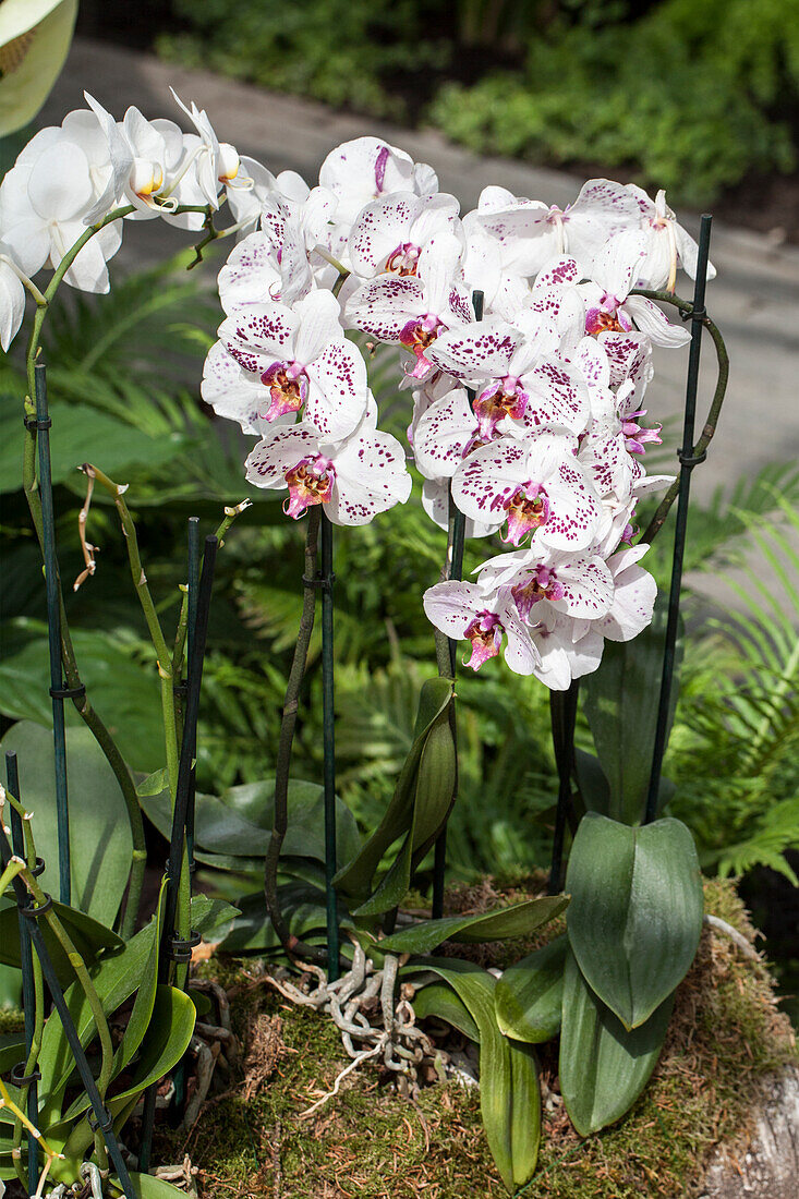 Phalaenopsis