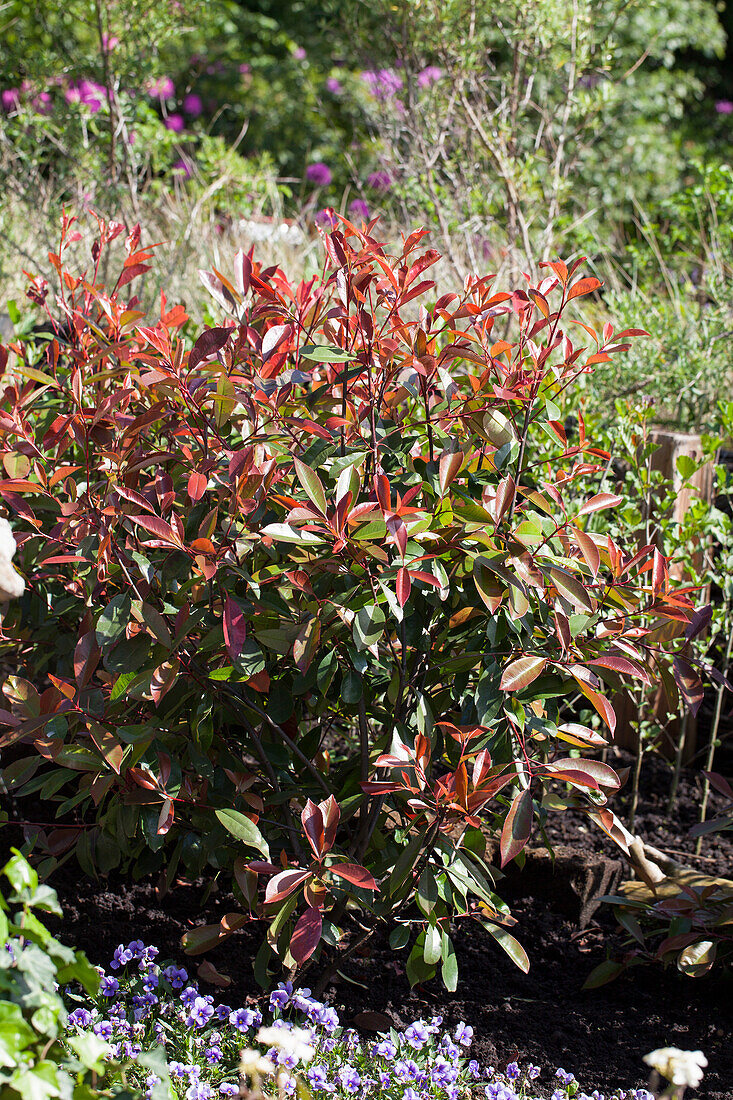 Photinia fraseri 'Red Robin'