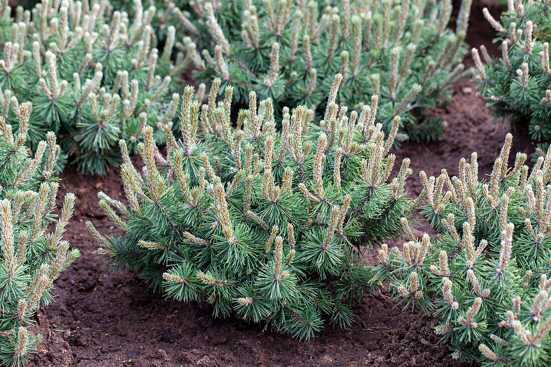 Pinus mugo 'Humpy'