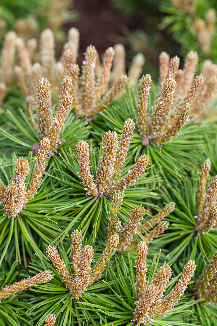 Pinus mugo 'Monastery Green'