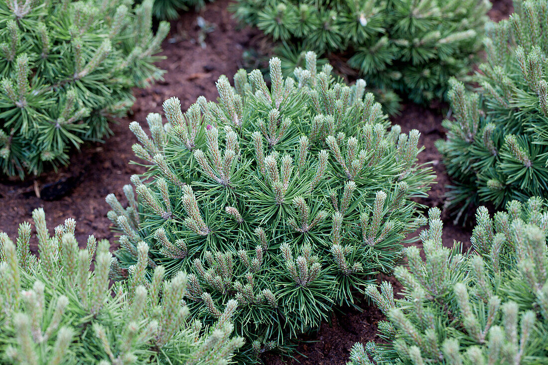 Pinus mugo 'Mops'