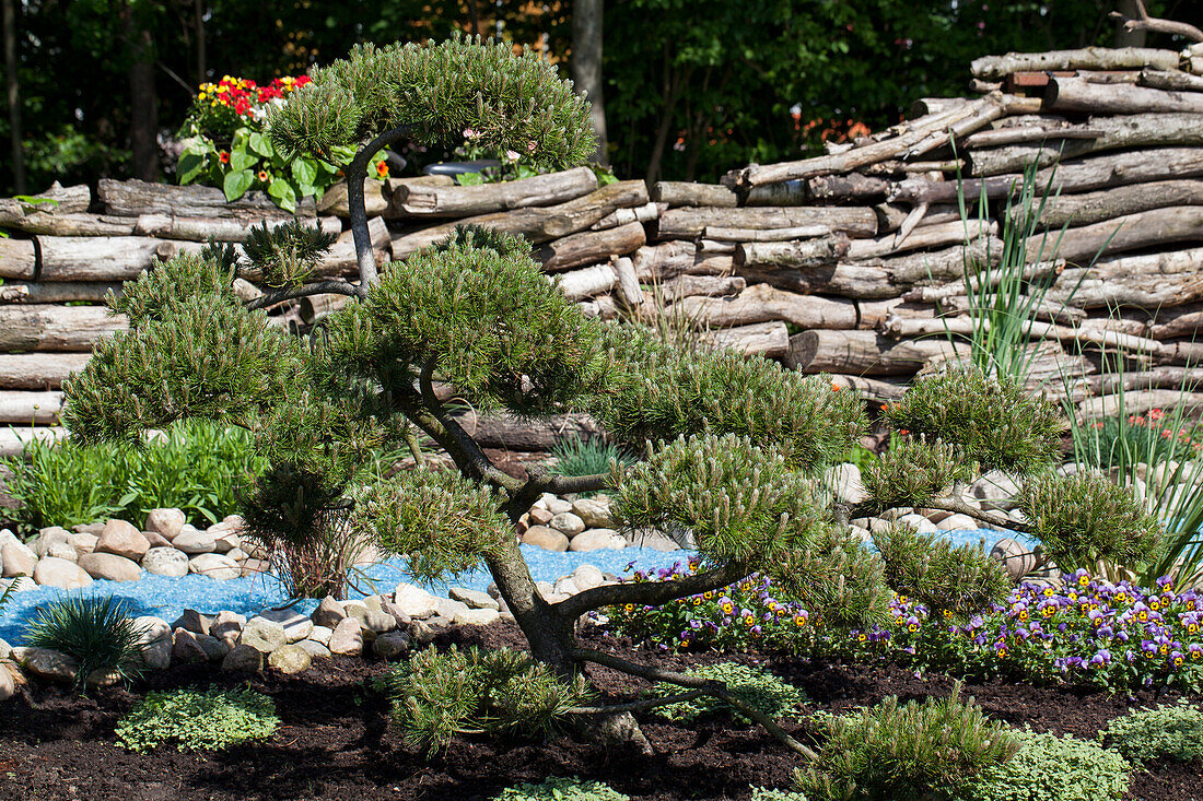 Pinus mugo var. mughus, Bonsai, 25 Jahre alt