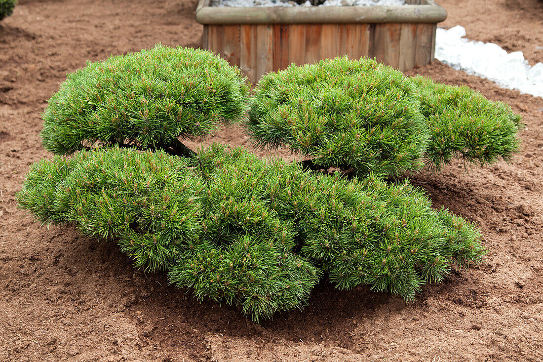 Pinus mugo var. mughus 'Selection Bonk', Bonsai