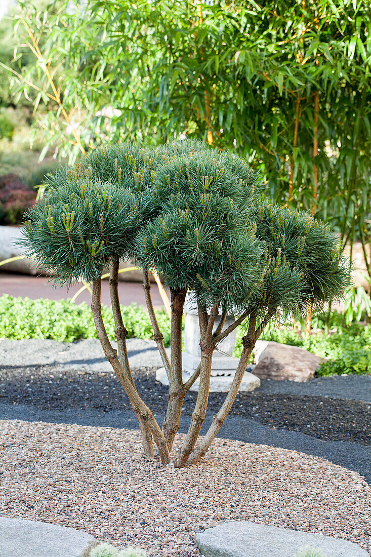 Pinus sylvestris 'Watereri', umbrella shape