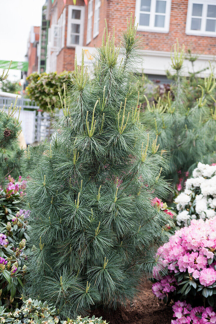 Pinus wallichiana 'Densa Hill'