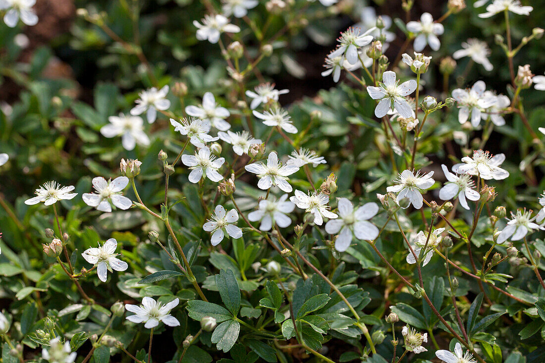 Potentilla tridentata 'Nuuk'