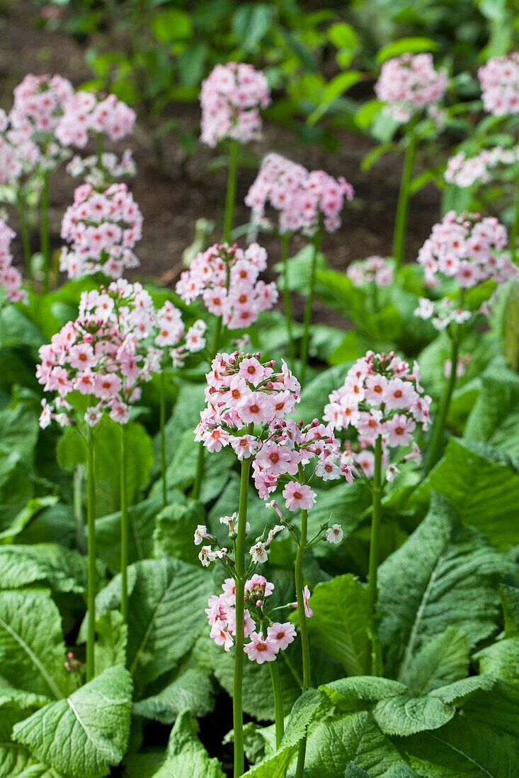 Primula japonica