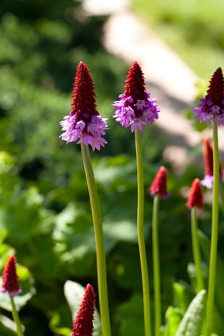 Primula vialii