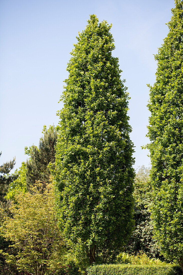 Quercus robur f. fastigiata