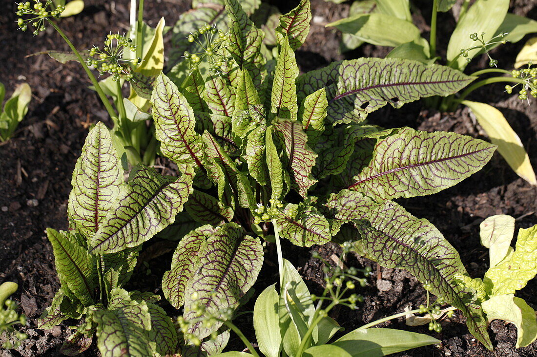 Rumex sanguineus