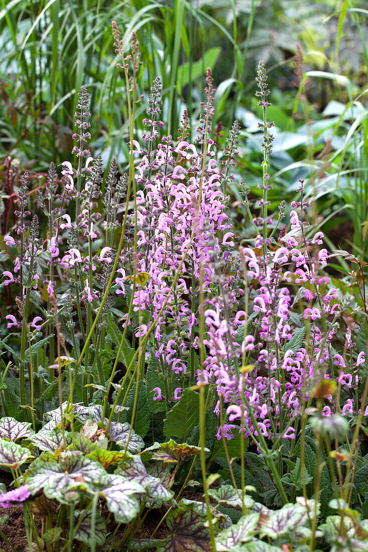 Salvia pratensis 'Rose Rhapsody'