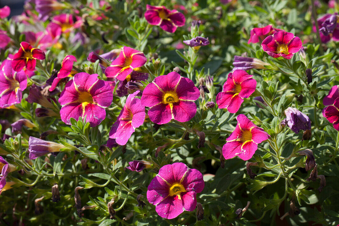 Calibrachoa SUPERBELLS™ 'Cherry Star'(s)