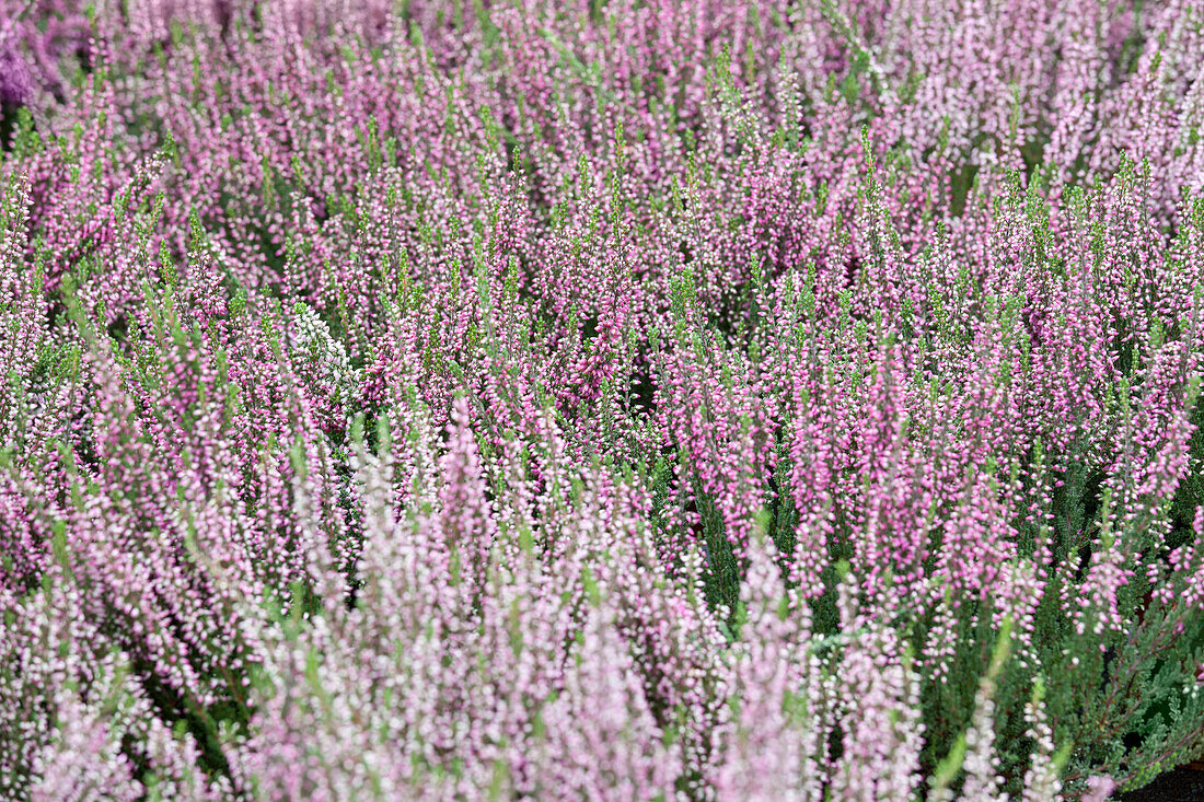 Calluna vulgaris