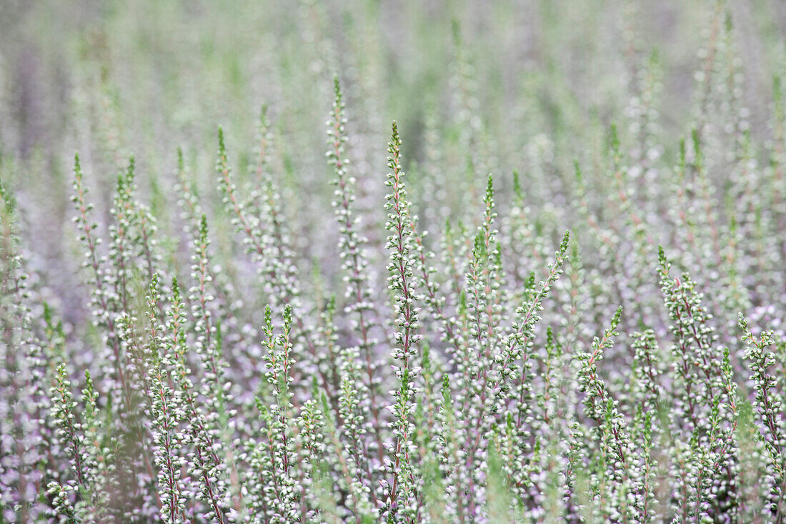 Calluna vulgaris