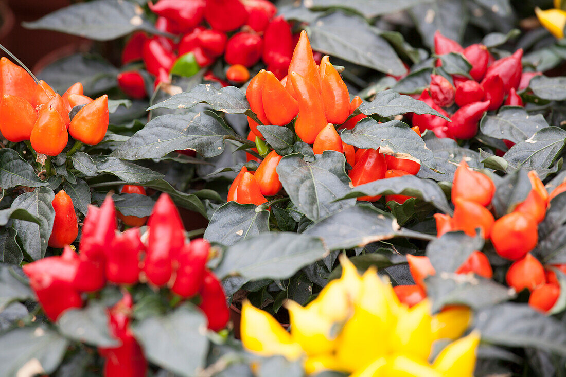 Capsicum annuum