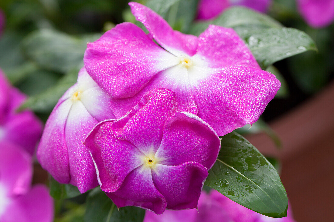 Catharanthus roseus 'Nirwana Violet'