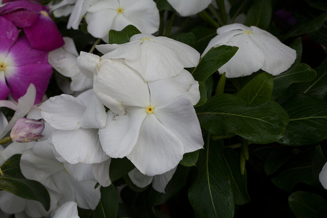 Catharanthus roseus 'Nirwana White'