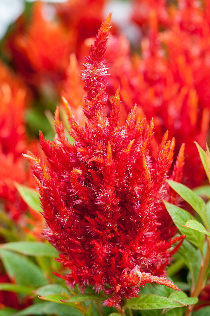 Celosia argentea var. spicata 'Kelos Orange'