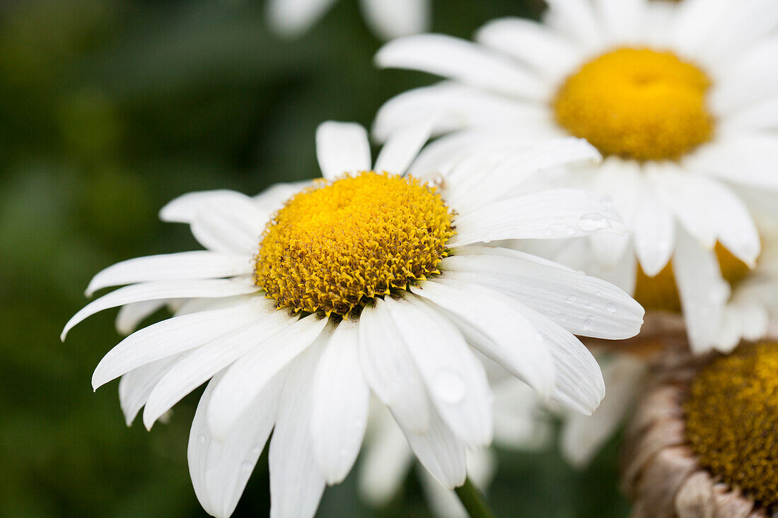 Leucanthemum x superbum 'Broadway Lights'®