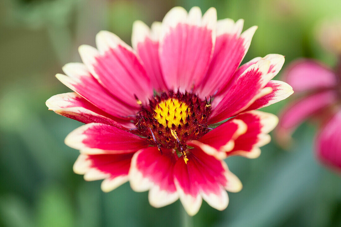 Gaillardia x grandiflora Sunset 'Mexican' (English)